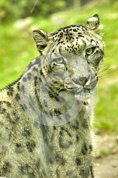 Snow leopard portrait of an animal