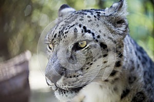 Snow leopard photo