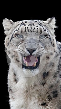 Snow leopard portrait with a black background