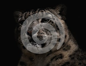 Snow leopard portrait on a black background.