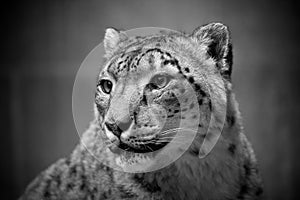 Snow leopard portrait