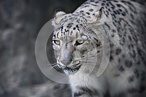 Snow leopard portrait