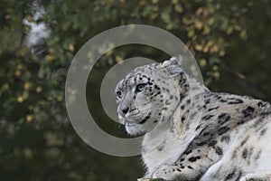 Snow leopard portrait