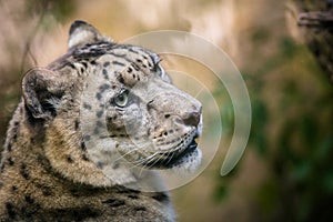 Snow leopard portrait in nature