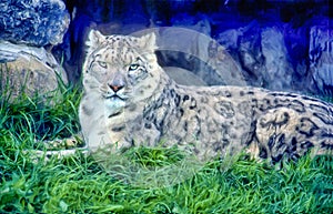 Snow leopard portrait in oil