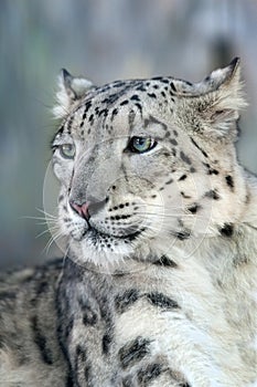 Snow leopard portrait