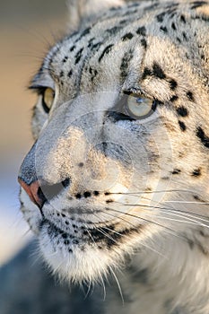 Snow leopard portrait