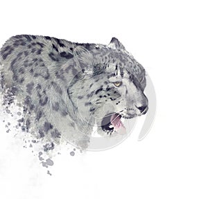 Snow leopard portrait watercolor