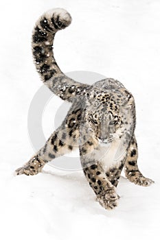 Snow Leopard on the Prowl IV