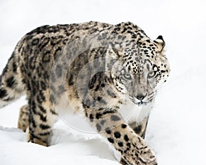 Snow Leopard on the Prowl IV