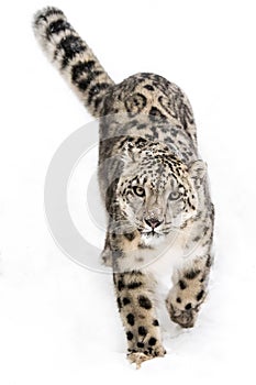 Snow Leopard on the Prowl IX