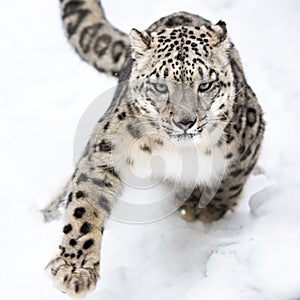 Snow Leopard on the Prowl VI