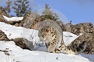 Snow Leopard on Prowl