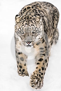 Snow Leopard on the Prowl XIV