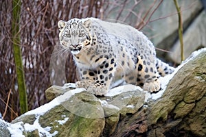 snow leopard prowling on a rock in an enclosure