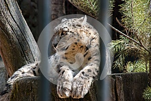 Snow leopard relaxing on a stump