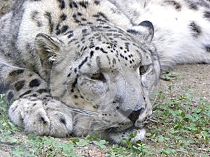 Snow leopard