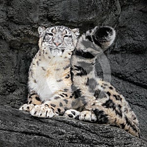 Snow Leopard Tail