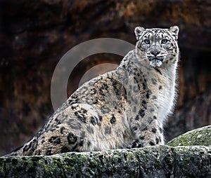 Snow leopard on the rock 2