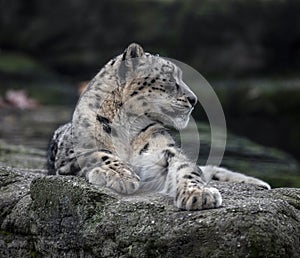 Snow leopard on the rock 5