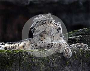 Snow leopard on the rock 9