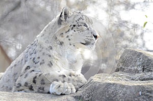 Snow leopard on rocks