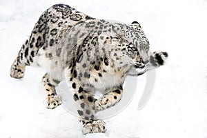 Snow Leopard on the Run photo
