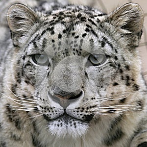 Snow leopard's portrait