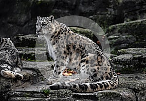 Snow leopard sitting on the rock 1