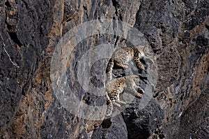 Snow leopard sleeping on the rock ledge, wild cat in the moutains habitat. Snow leopard on the rock in winter, sitting in the