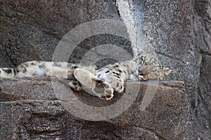 Snow leopard sleeping in zoo in Leipzig in germany