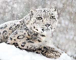 Snow Leopard In Snow Storm III