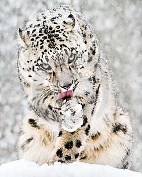 Snow Leopard in Snow Storm IV