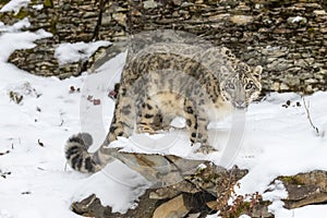 Snow Leopard