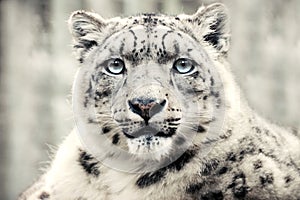 Snow leopard, special mountain predator