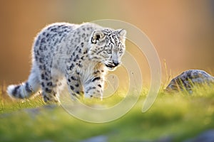 snow leopard stalking in early morning light