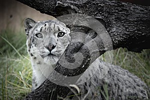 Snow Leopard Stalking at Local Zoo