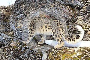 Snow leopard standing on rocky ledge