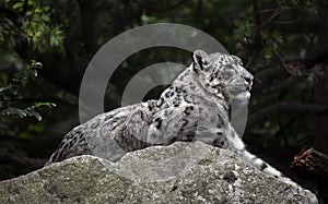 Snow leopard on the stone 1
