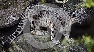 Snow leopard on the stone 5