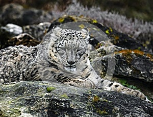 Snow leopard on the stone 7