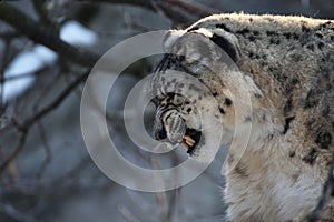 Snow leopard with teeth, Irbis