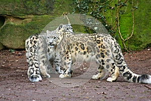 Snow leopard