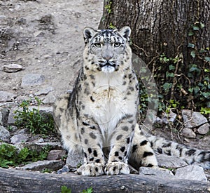 Snow leopard Uncia uncia