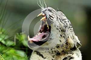 Snow Leopard (Uncia uncia)