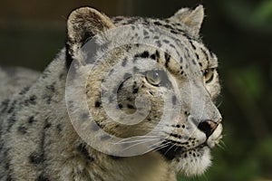 Snow Leopard (Uncia uncia)