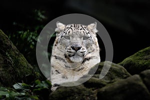 Snow leopard (Uncia uncia)