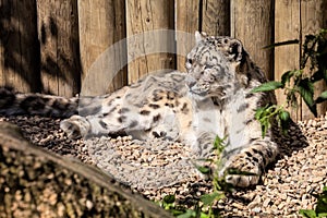 Snow leopard, uncia uncia