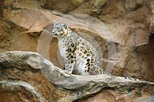 Snow leopard (Uncia uncia)