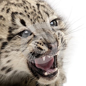 Snow leopard, Uncia uncia or Panthera uncial